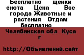 Бесплатно !!! щенки енота!! › Цена ­ 1 - Все города Животные и растения » Отдам бесплатно   . Челябинская обл.,Куса г.
